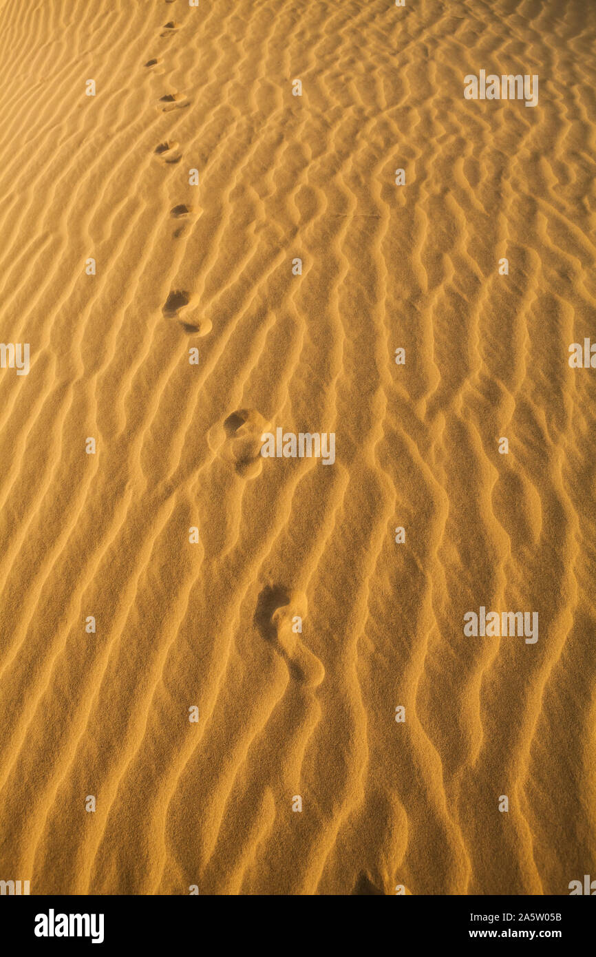 Fuß druckt auf Wind sand. Wüste Thar, Rajasthan, Indien. Stockfoto