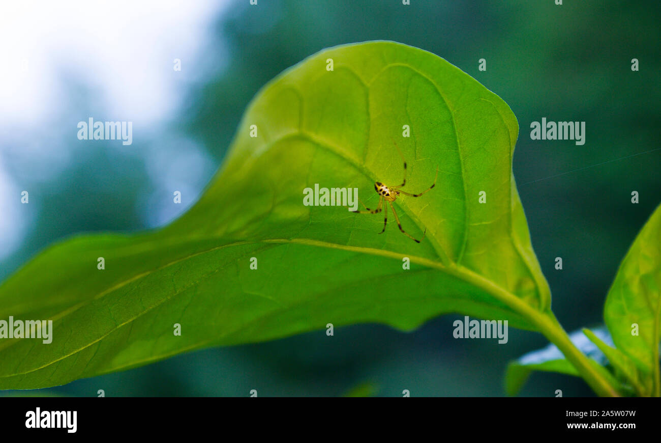 Nahaufnahme eines schwarzen und gelben Spinne (Argiope aurantia) unter einem hellen Grün Blatt. Jalapeno Chili (Capsicum annuum). Stockfoto