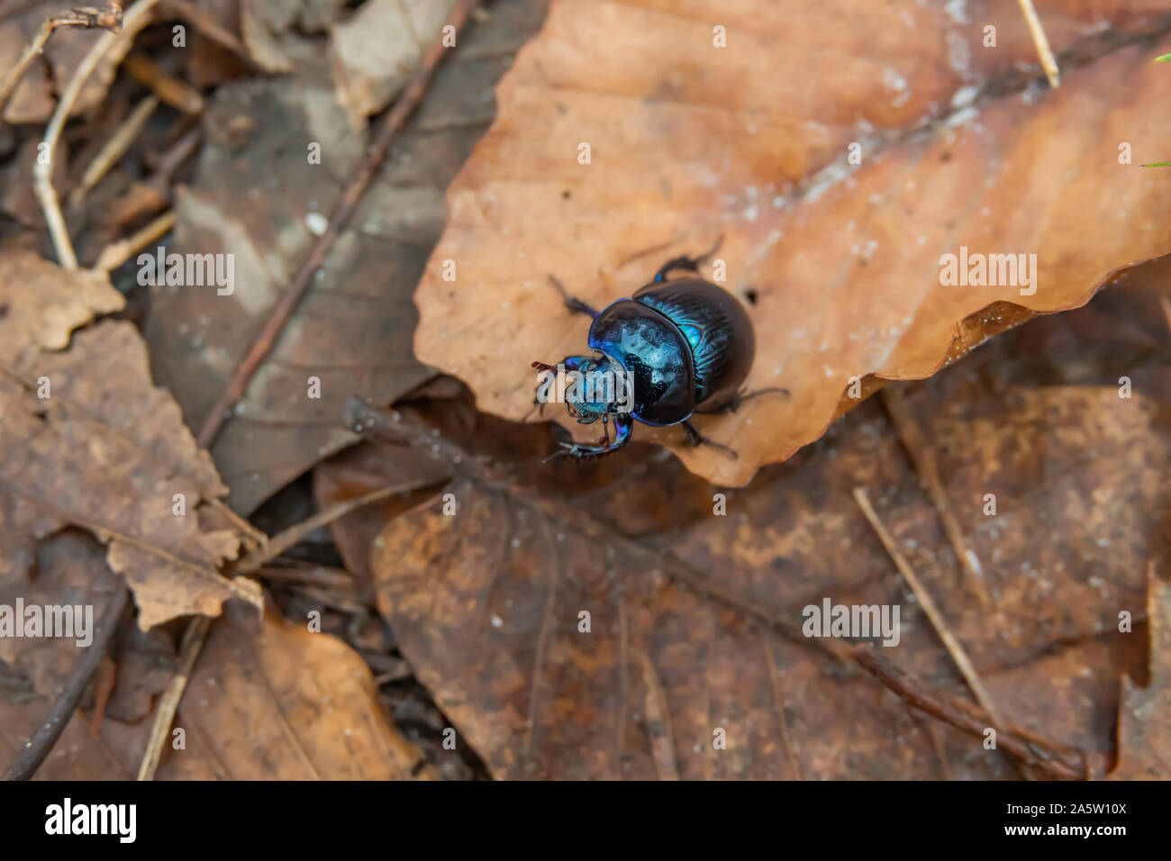 Erde langweilig Mistkäfer im Winter Stockfoto