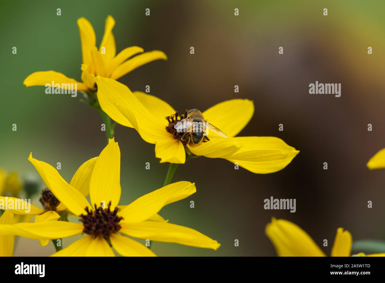 Drone Fly auf Hohes Veilchen Blütenstand Stockfoto