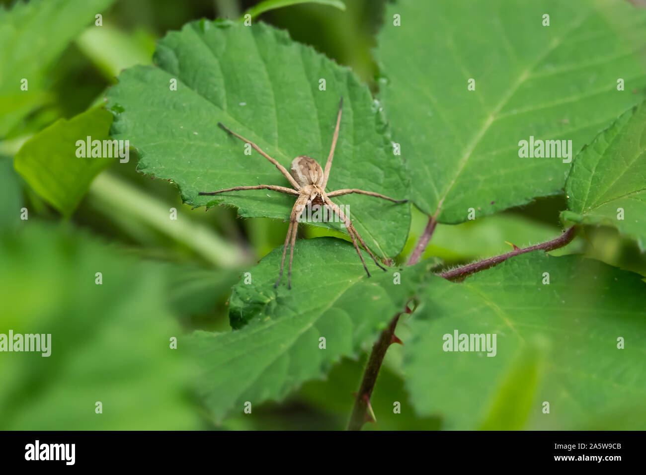 Europäische Baumschule Web Spider auf Blatt im Frühling Stockfoto