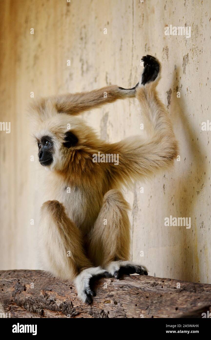 Eine weiße Gibbon sitzt und mit den Händen nach oben Stockfoto