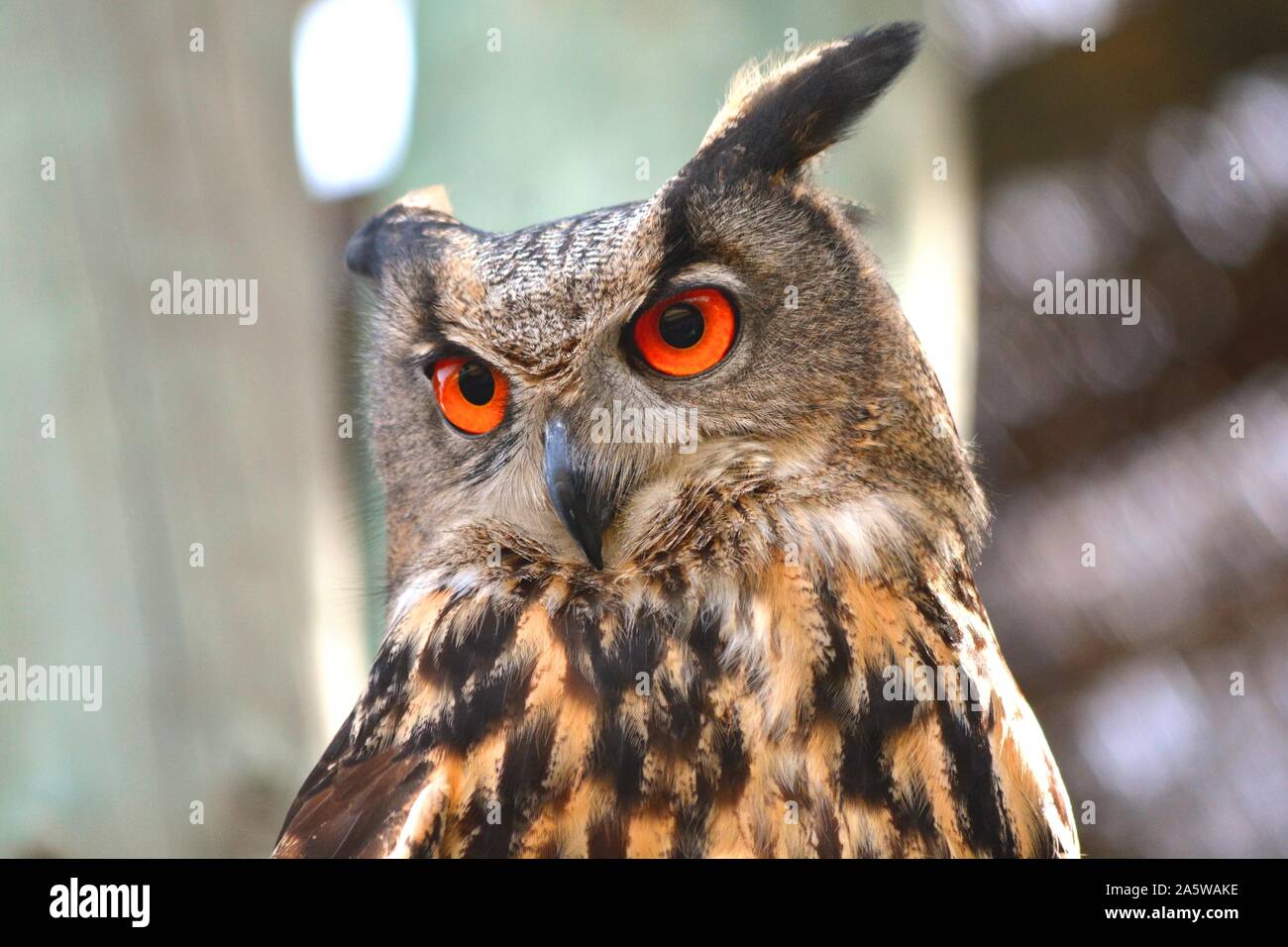 Eine Eule mit den orangefarbenen Augen Stockfoto