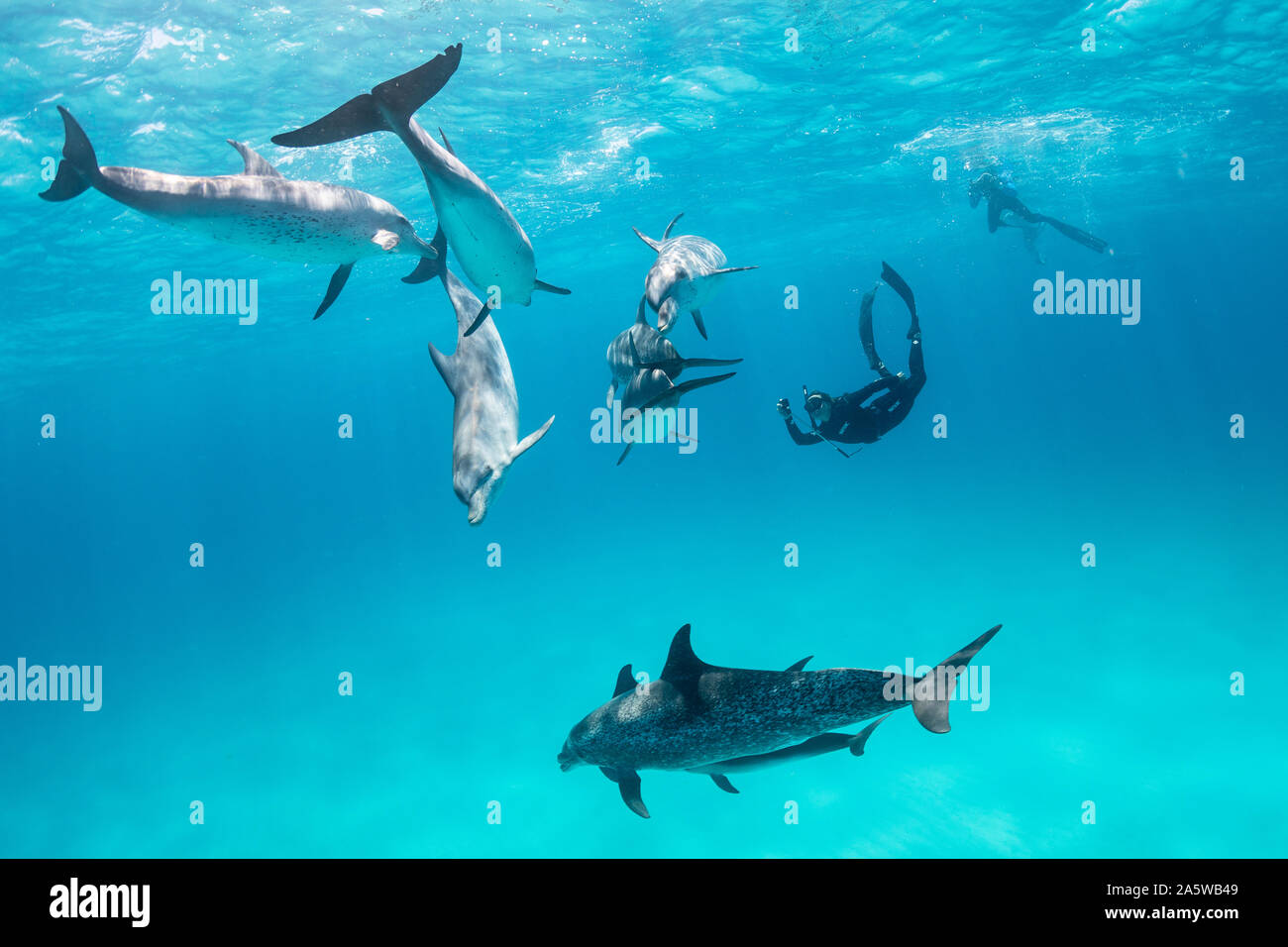 Ein Pod von Atlantic Spotted Dolphins (Stenella frontalis) schwimmt unter der Meeresoberfläche während ein freediverin Videoaufnahmen auf einem GoPro. Stockfoto