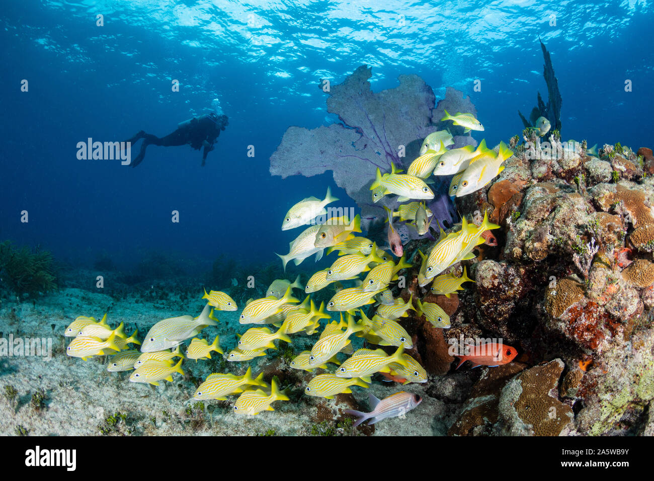 Ein Scuba Diver schwimmt über eine Koralle Bommie und Schule der blau gestreiften grunzen Fisch vor der Küste von Bimini, Bahamas. Stockfoto