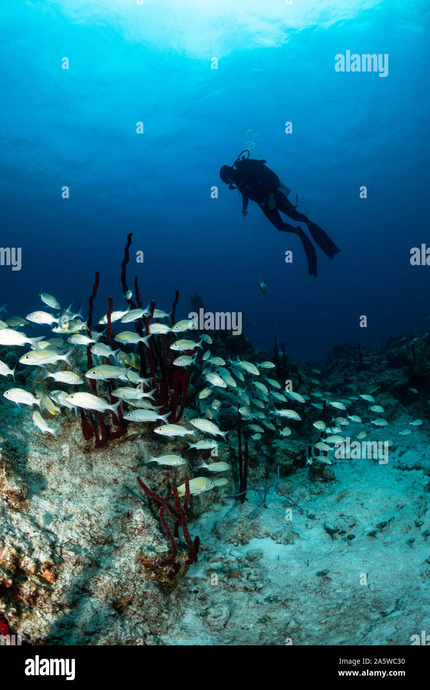Ein Scuba Diver schwebt über ein Riff und Fischschwärme, Bimini, Bahamas. Stockfoto