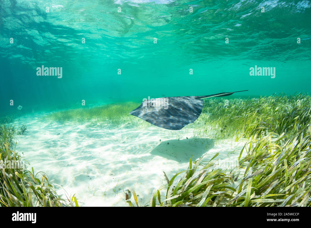 Ein Stachelrochen (Hypanus americanus) schwimmt über Sand und Seegras im seichten Wasser in der Nähe von Bimini, Bahamas in diesem Unterwasser Foto. Stockfoto