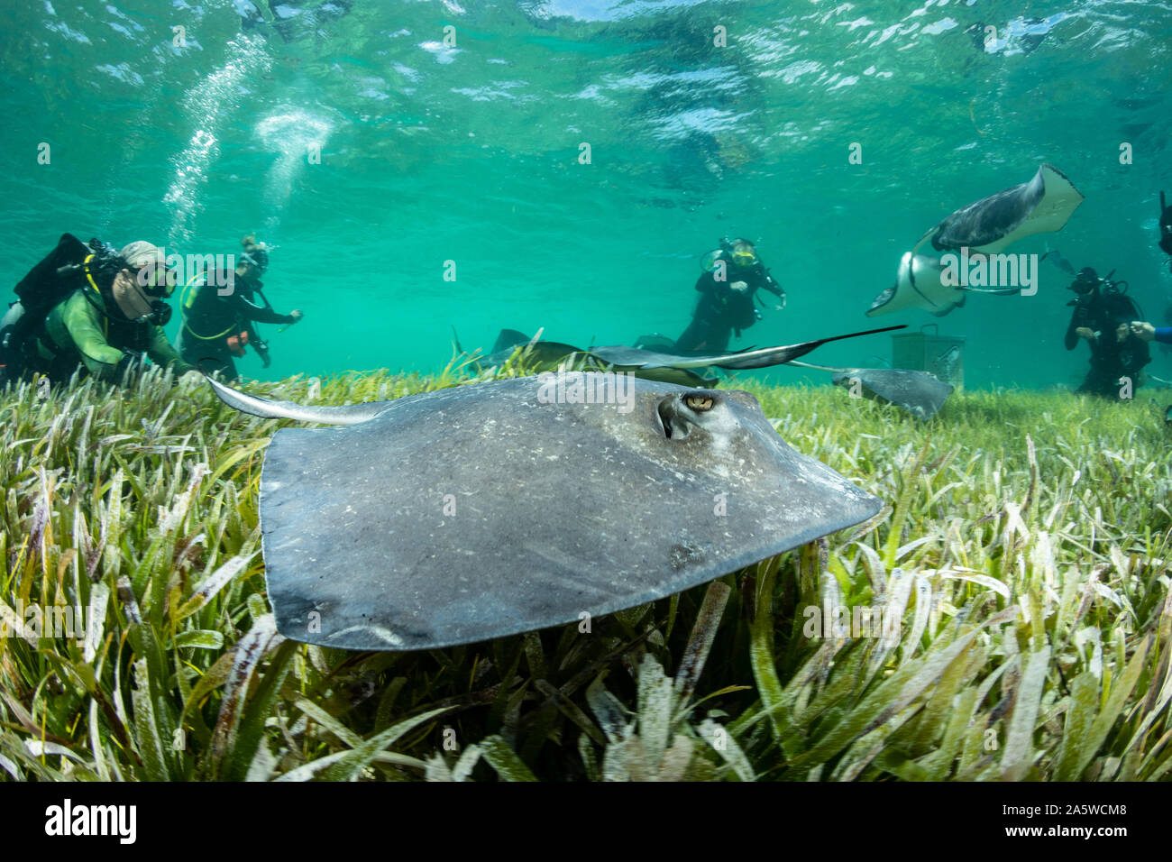 Scuba Divers watch Stachelrochen (Hypanus americanus) rund um die flachen Seegraswiesen während einer Fütterung tauchen schwimmen. Stockfoto