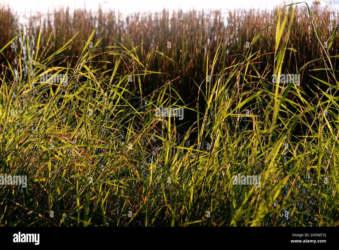 Campeche, Mexiko - 17. November 2014: Gras bei Sonnenaufgang Stockfoto