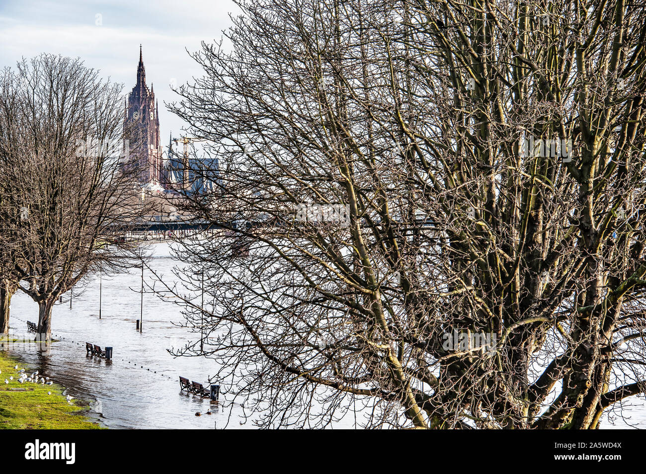Hochwasser am Rhein Ufer im Frühjahr mit der Stadtkirche im Hintergrund, Frankfurt, Deutschland. Stockfoto