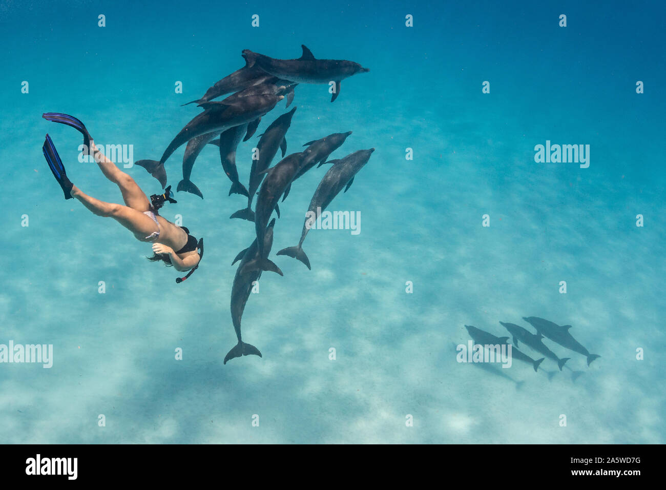 Unterwasser Foto einer jungen Frau, die zum Schnorcheln ein pod von Atlantic Spotted Dolphins (Stenella frontalis) in Bimini, Bahamas. Stockfoto
