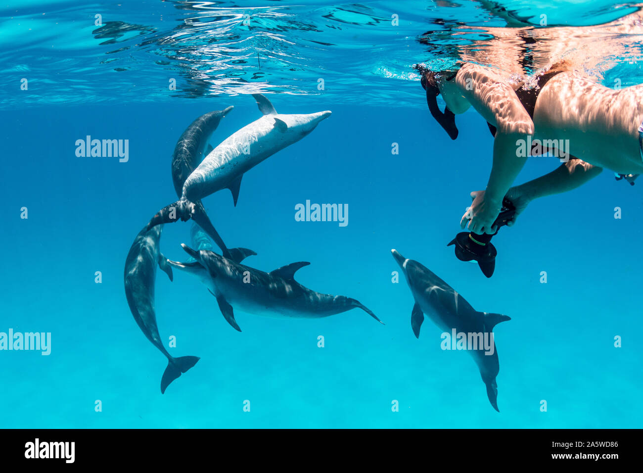 Eine Frau schnorcheln Uhren ein pod von Atlantic Spotted Dolphins (Stenella frontalis) spielen in Bimini, Bahamas. Stockfoto