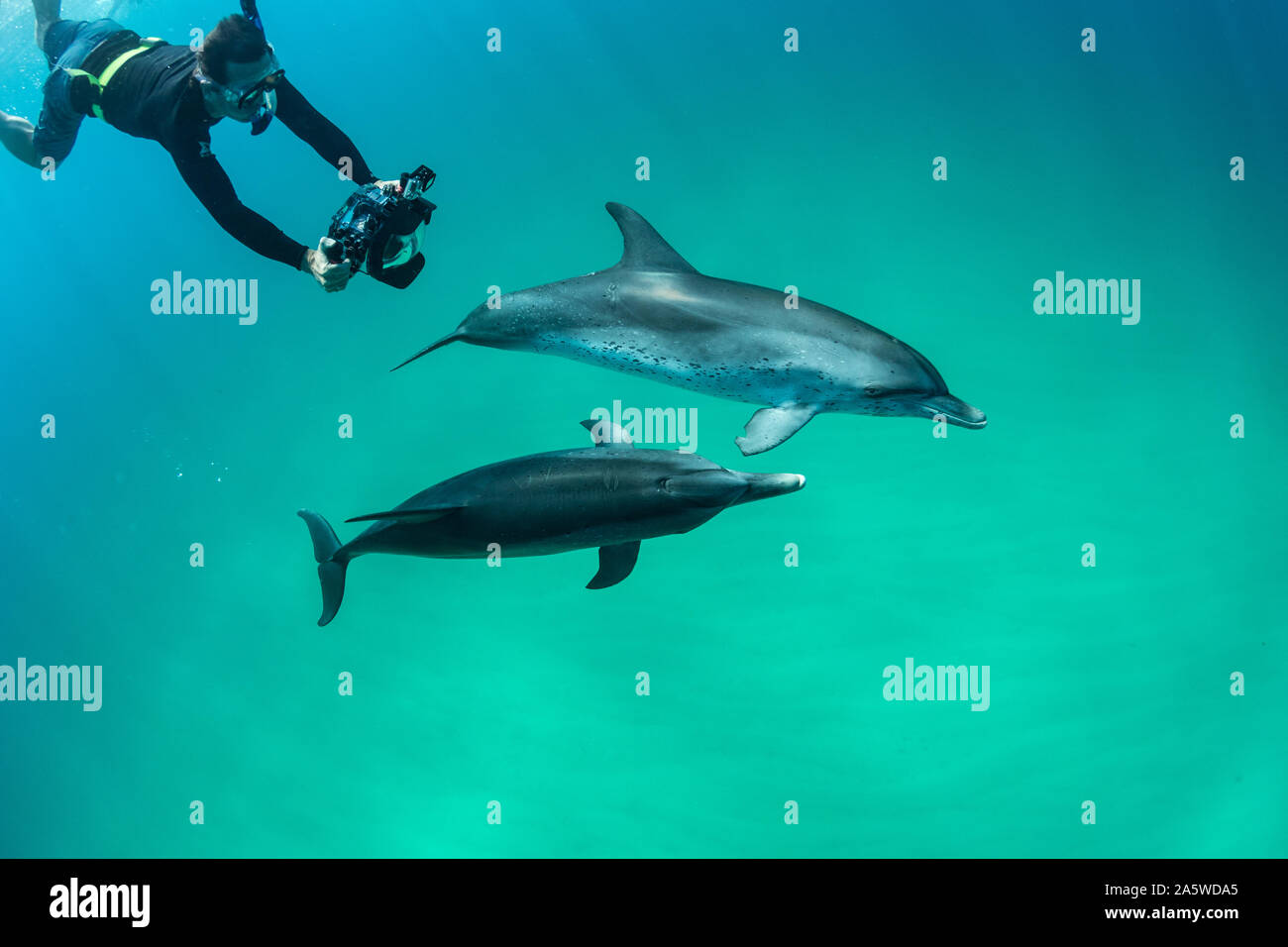 Ein Fotograf Tauchgänge abzuschießen, atlantischen Delphine (Stenella frontalis) Schwimmen in den Bahamas gesichtet. Stockfoto