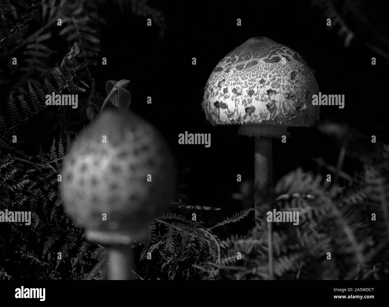 Sonnenschirm Pilz (Macrolepiota procera), gesunde wilde Pilz, Braga, Minho, Portugal. Stockfoto