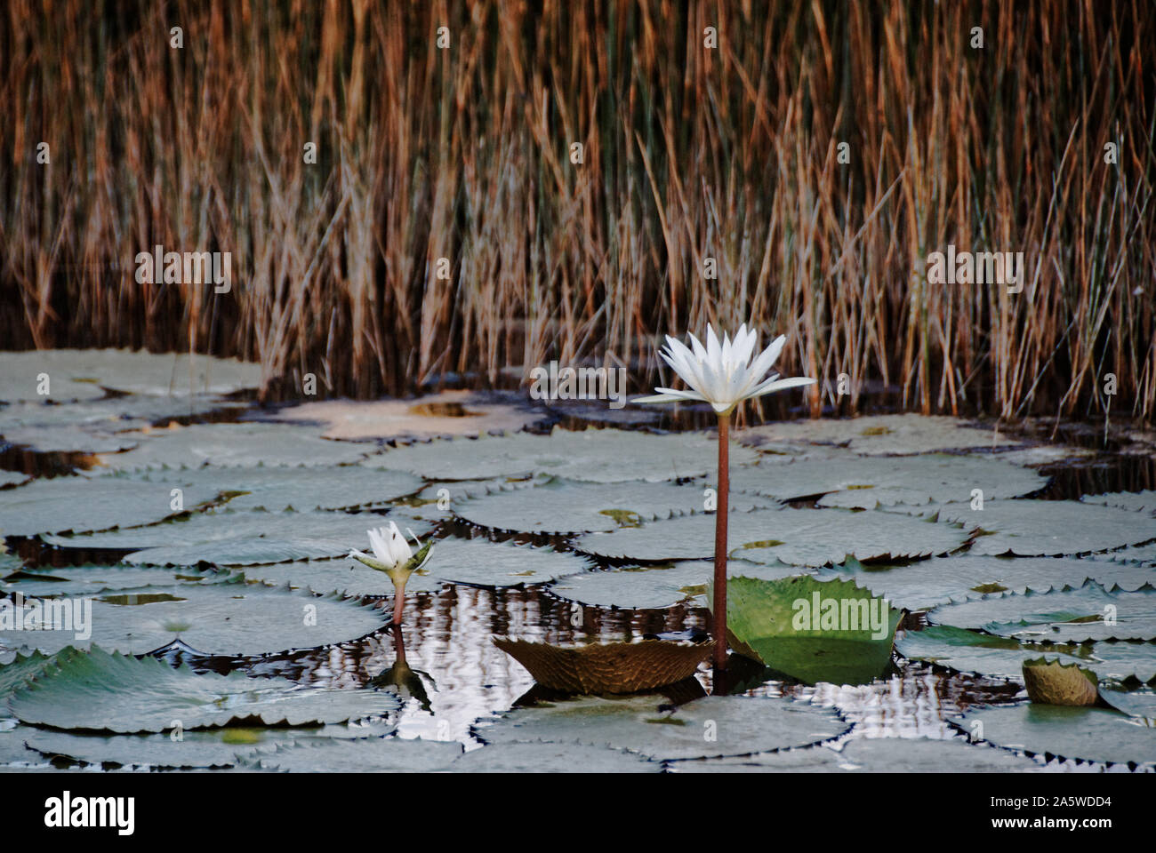 Merida, Yucatan, Mexiko - 16. November 2012: Zwei weiße Lilien. Stockfoto