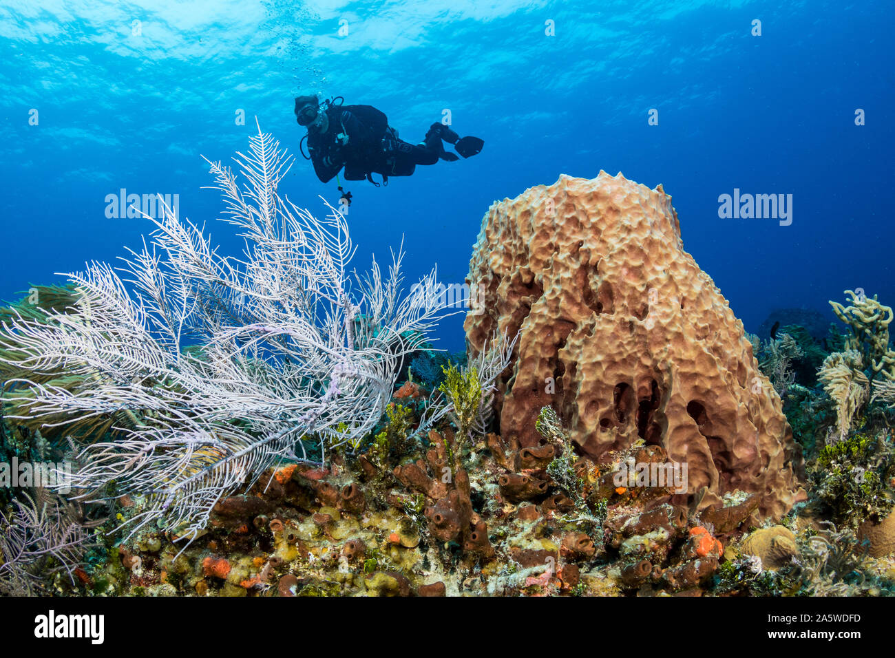 Ein Taucher schwimmt über einen pulsierenden Korallenriffs der Karibik von Bimini, Bahamas. Stockfoto