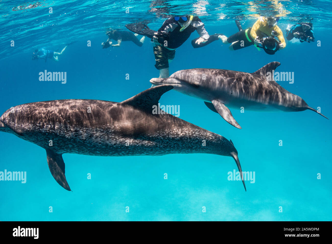 Unterwasser Fotografen Fotos von Delphinen schwimmen von der Küste von Bimini, Bahamas. Stockfoto