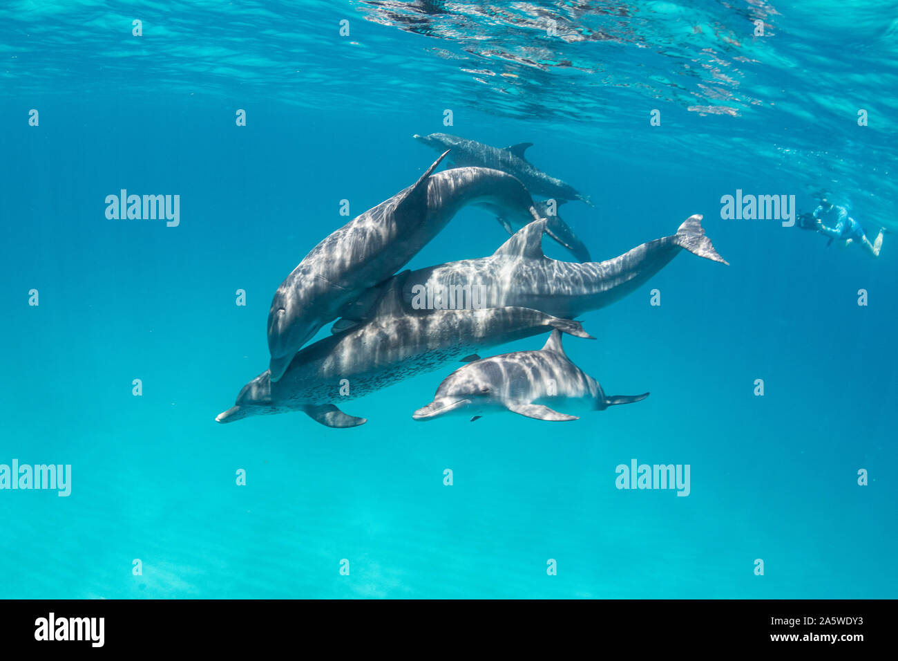 Unterwasser Foto eines Pod von Atlantic Spotted Dolphins (Stenella frontalis) mit schnorchler in den Hintergrund in Bimini, Bahamas. Stockfoto