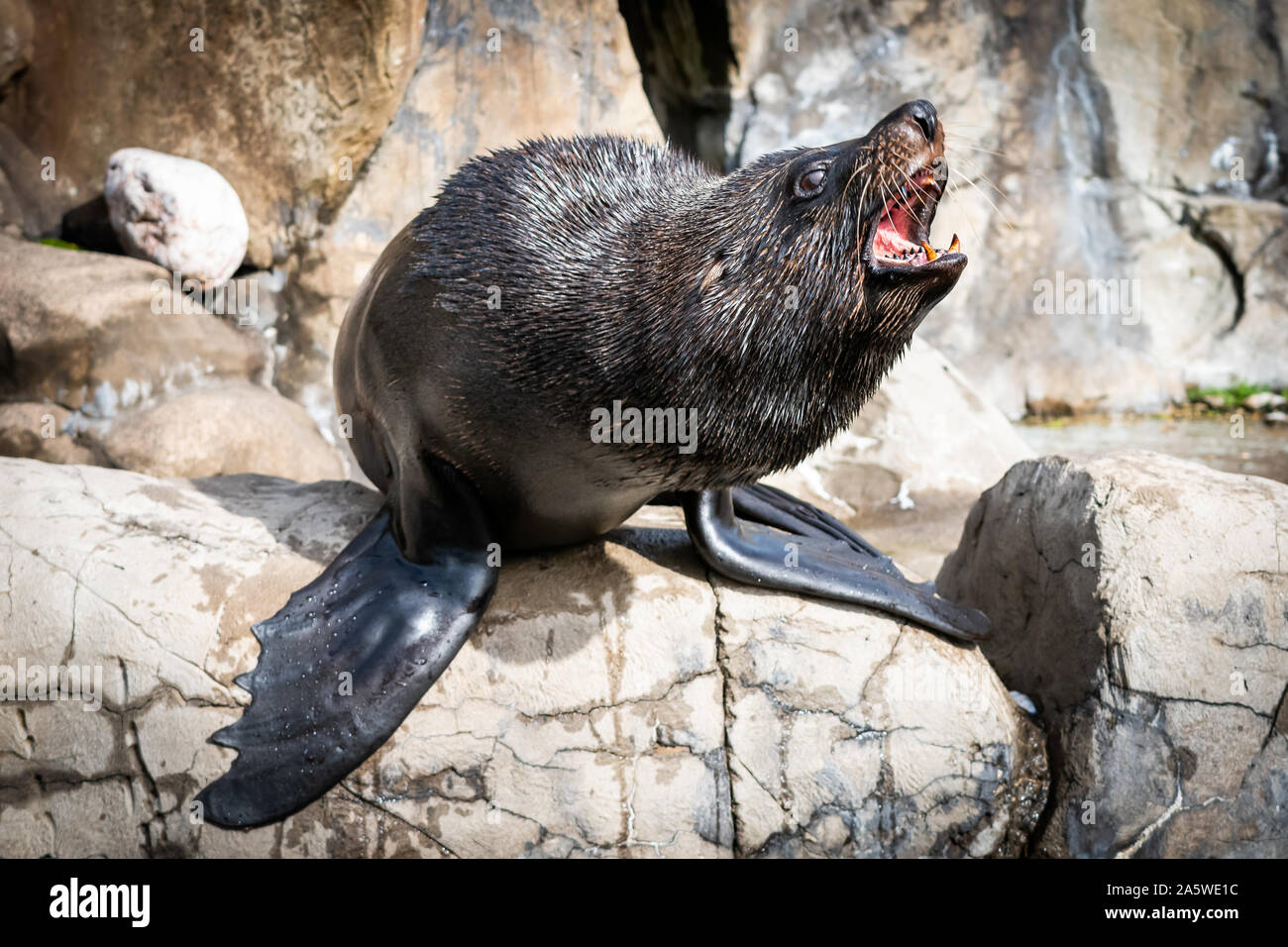 Bristol, UK. 10. Oktober 2019. Männliche Südamerikanischen Fell Dichtung (Arctocephalus australis) im Zoo von Bristol, UK. Stockfoto