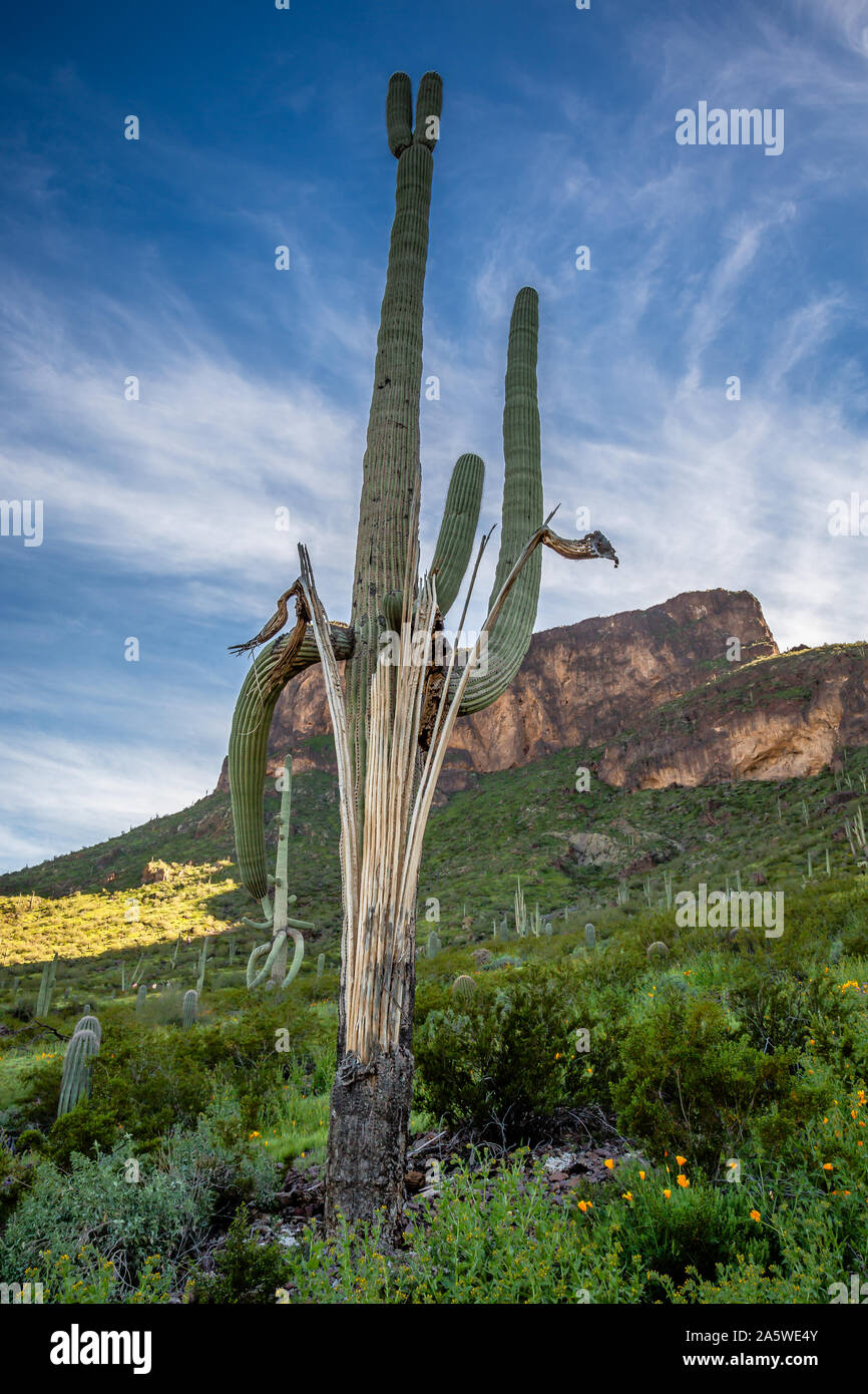 Ein Saguaro erhebt sich aus der "Asche" eines Toten saguaro Skelett an den Picacho Peak State Park in Arizona. Stockfoto