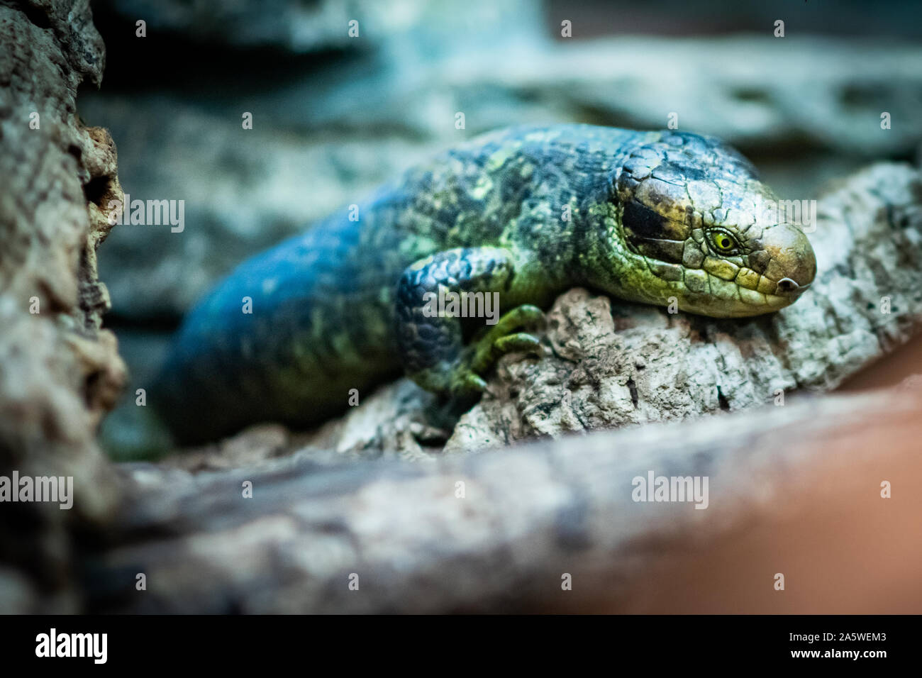 Bristol, UK. 10. Oktober 2019. Salomonen skink (Corucia zebrata), auch bekannt als Spezial-zwischensohle-tailed Skink, Monkey-tailed Skink, giant Skink, Zebra Stockfoto