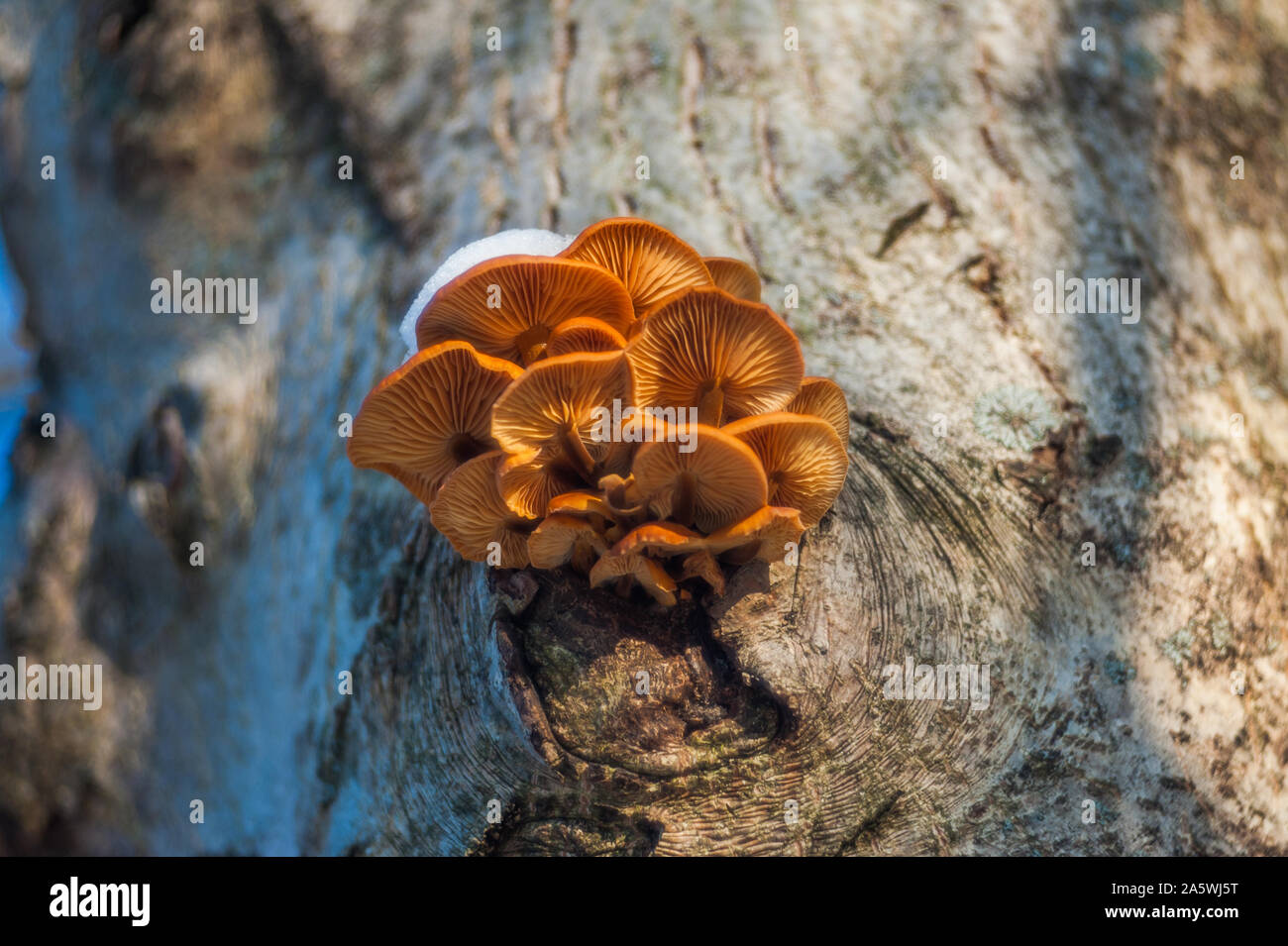 Gruppe der sonnenbeschienenen Pilze - Zitrone oyster Pilzzucht auf einem alten Baumstumpf im Wald Stockfoto