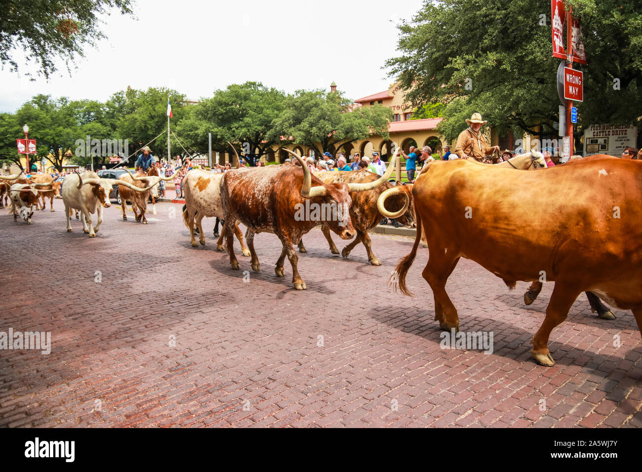 Fort Worth, Texas - 19. Juni 2017: eine Herde von Longhorn Rinder Parade durch die Fort Worth Stockyards von Cowboys auf dem Pferd begleitet Stockfoto