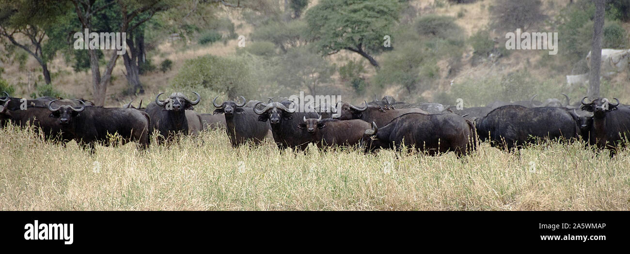 Große Herden von wilden Büffel in der Serengeti, Tansania. Stockfoto