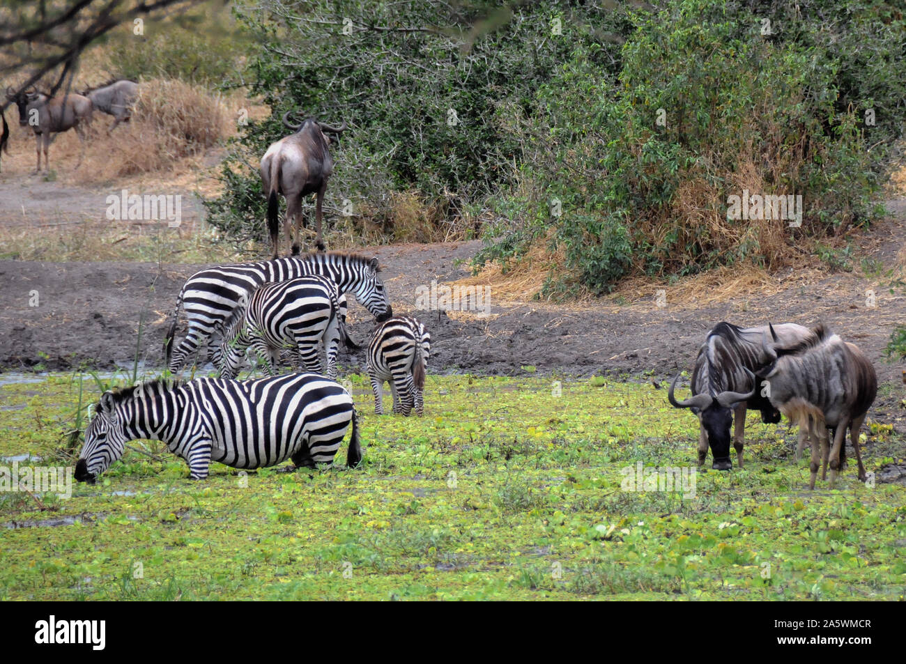 Zebras, Gnus im Sumpf, Serengeti, Tansania. Stockfoto