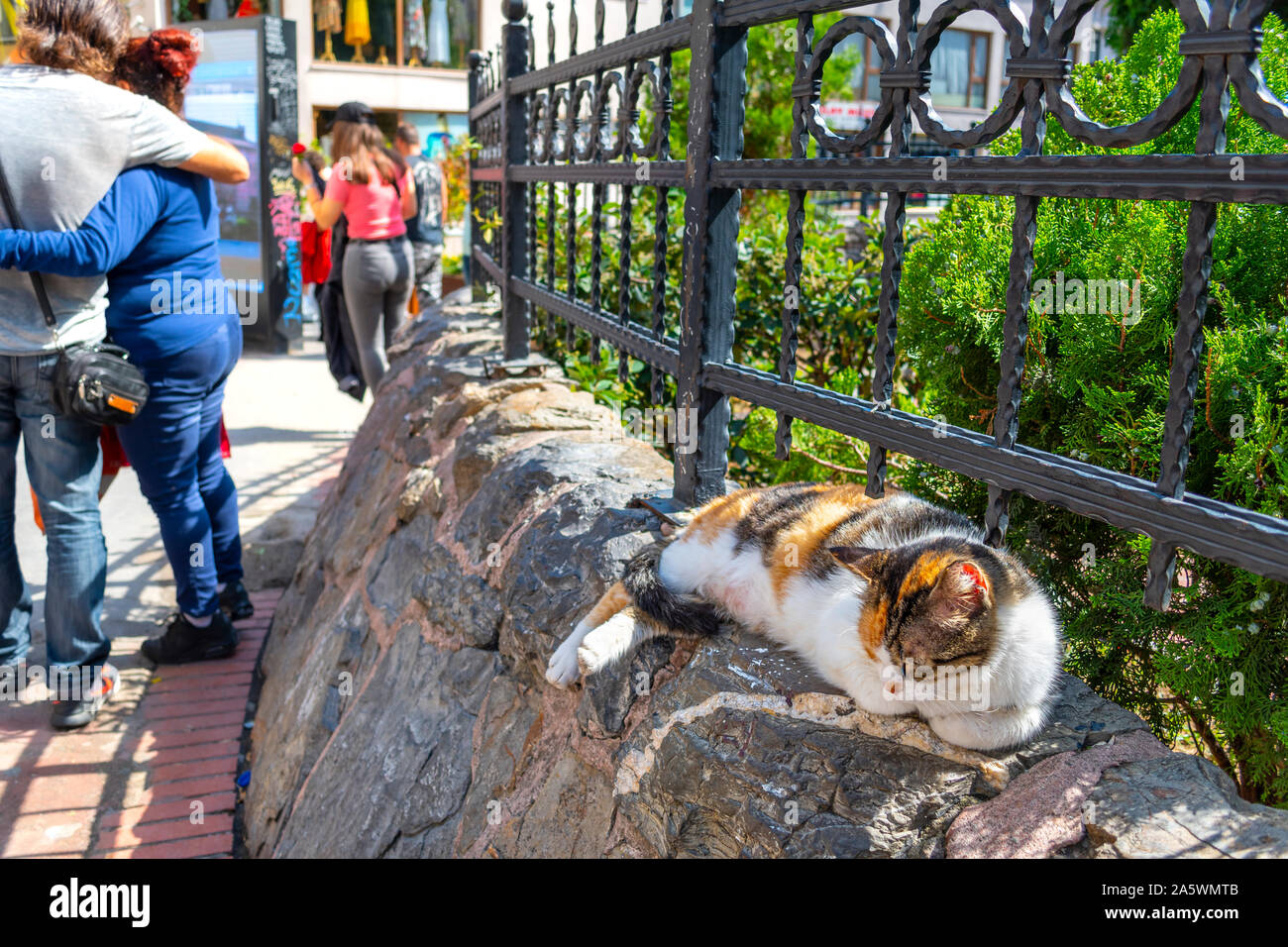 Eine Calico Katze schläft auf einem felsigen gated Wand als Touristen genießen Sie einen sonnigen Tag im Stadtteil Galata Istanbul, Türkei Stockfoto