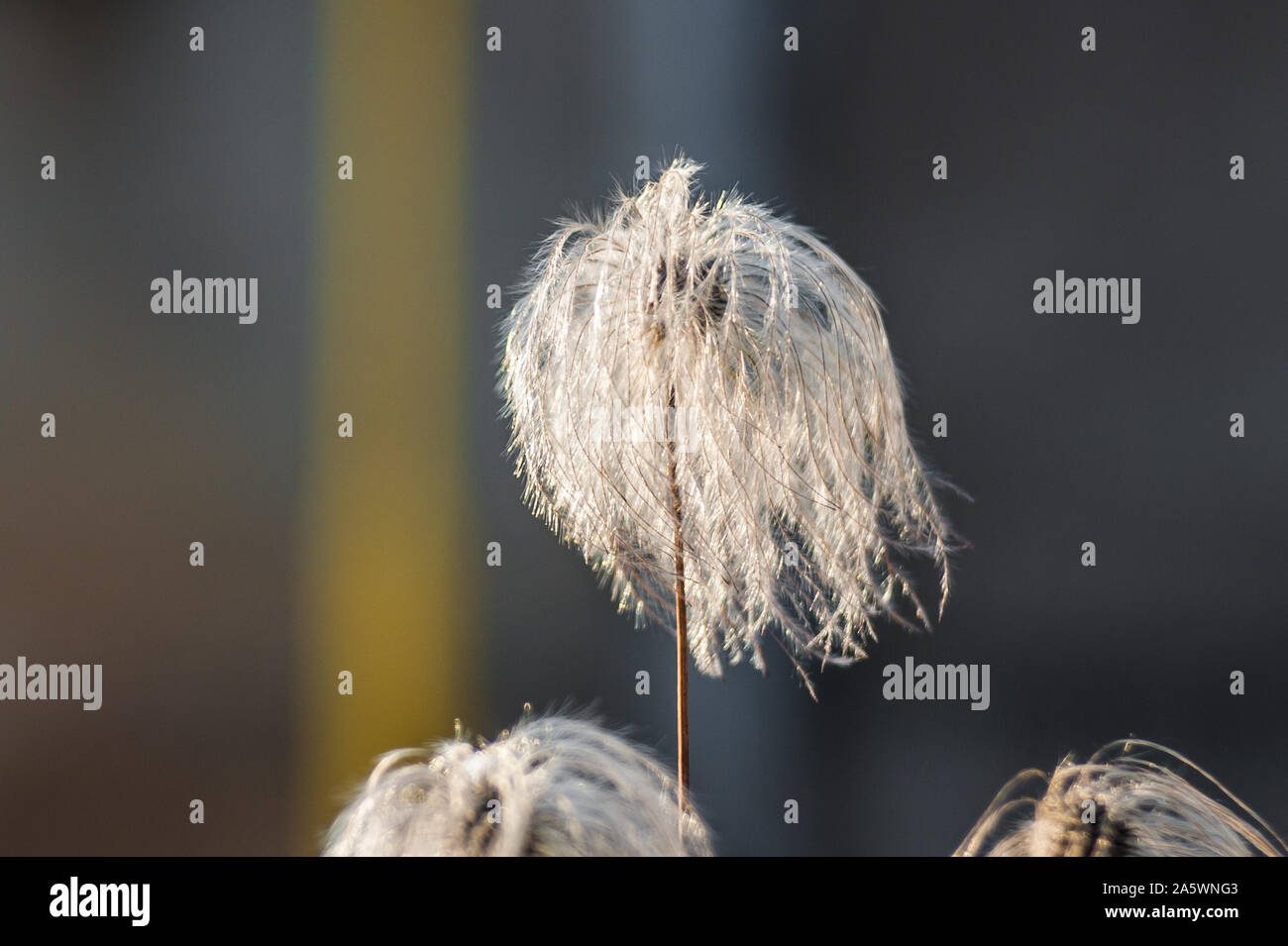 Makro Foto Natur Pflanze flauschige Löwenzahn. Weiß blühenden Löwenzahn Blume auf dem Hintergrund von Pflanzen und Gras Stockfoto