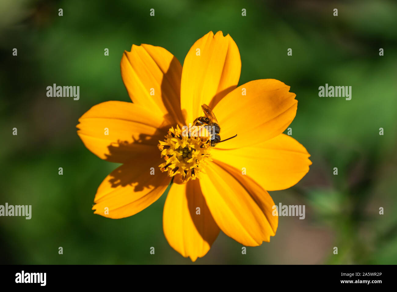 Furche Biene auf Schwefel Kosmos Blüte im Herbst Stockfoto
