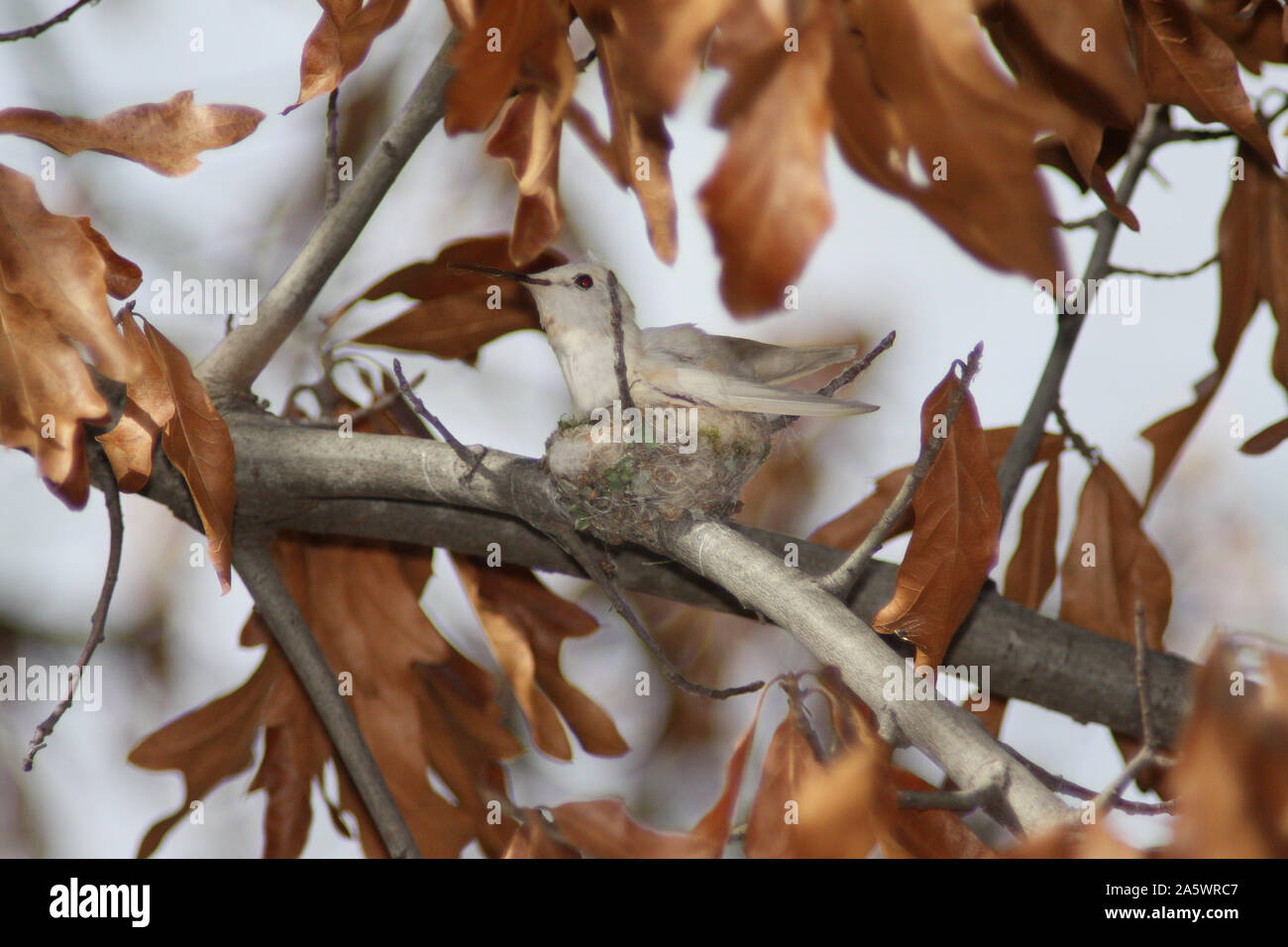 Eine Verschachtelung leucistic Anna Kolibri in der Wildnis. Stockfoto