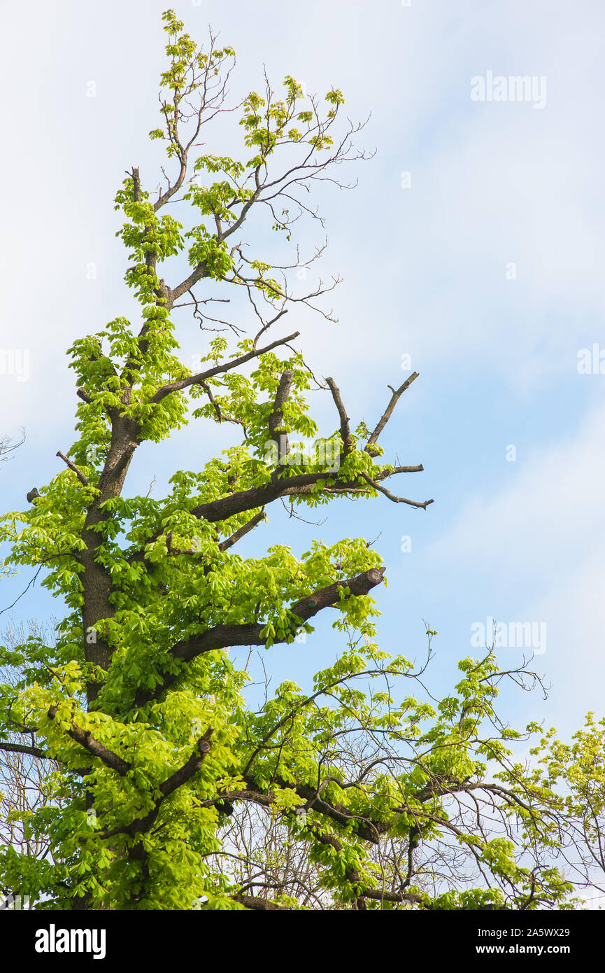 Nahaufnahme einer weißen knospenden Blume auf Ast auf unscharfen Natur Hintergrund. Stockfoto