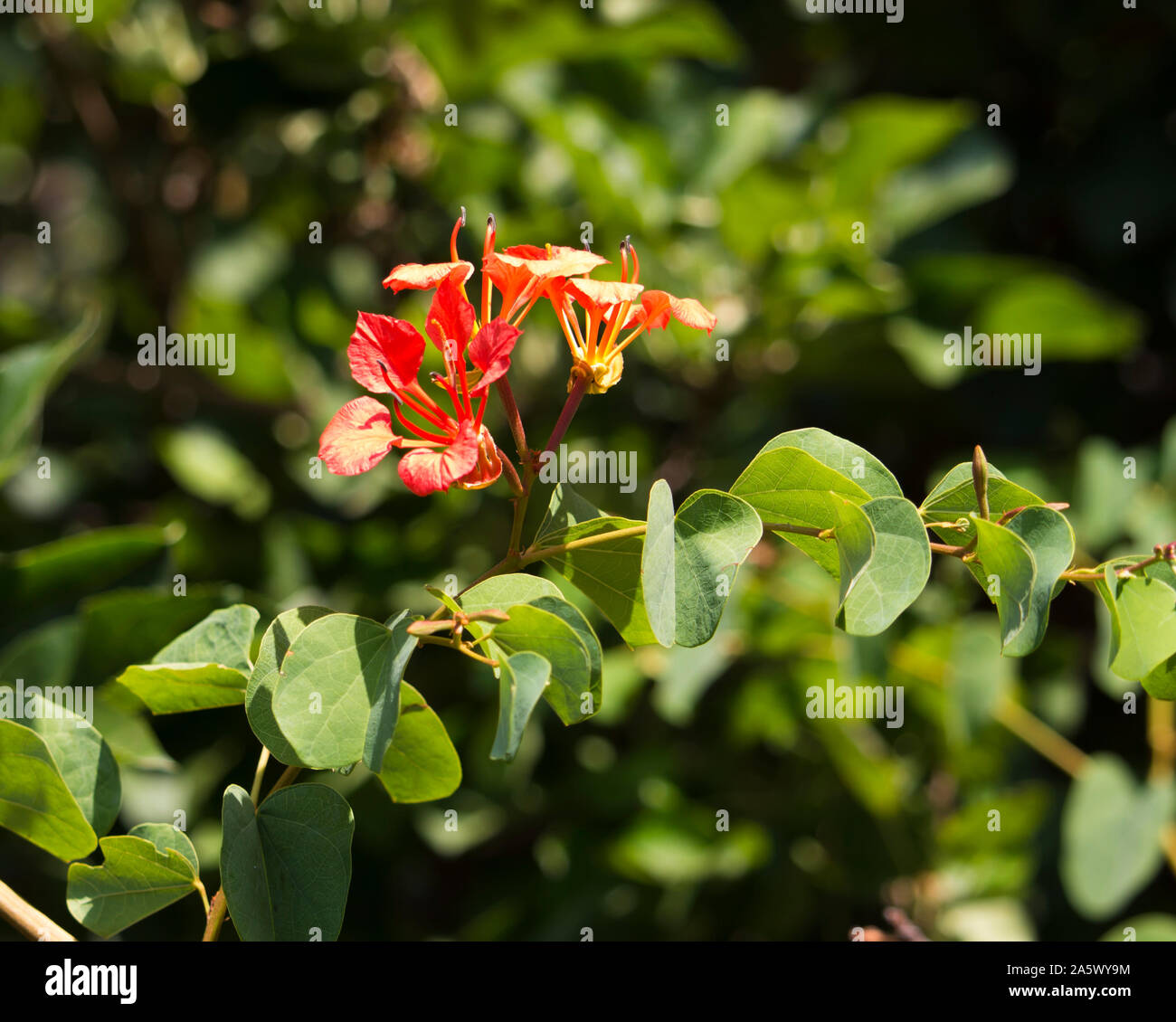 Dekorative ziegelroten Blüten der Bauhinia galpinii Rote Orchidee Bush mit klauentiere mehr Blüten und Blätter, Blüte im Sommer fügt einen exotischen Touch. Stockfoto