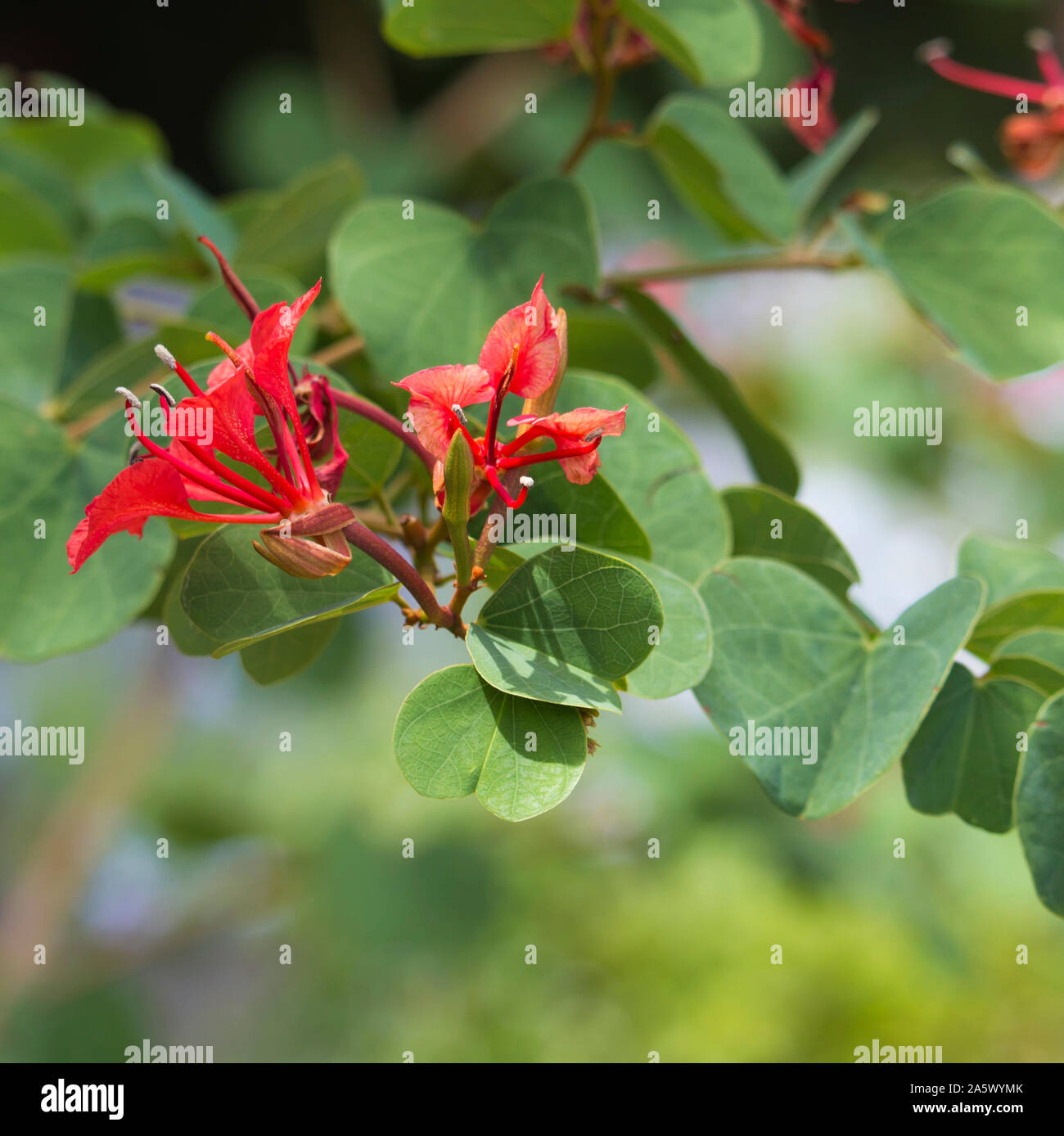 Dekorative ziegelroten Blüten der Bauhinia galpinii Rote Orchidee Bush mit klauentiere mehr Blüten und Blätter, Blüte im Sommer fügt einen exotischen Touch. Stockfoto