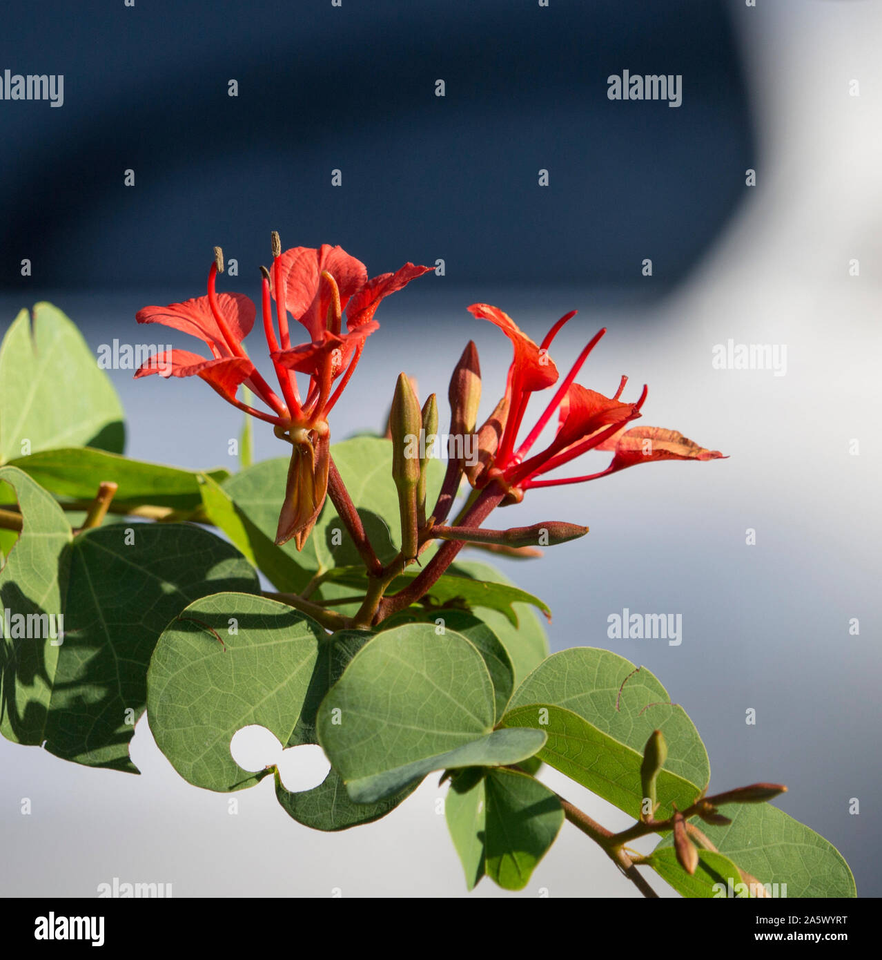 Dekorative ziegelroten Blüten der Bauhinia galpinii Rote Orchidee Bush mit klauentiere mehr Blüten und Blätter, Blüte im Sommer fügt einen exotischen Touch. Stockfoto