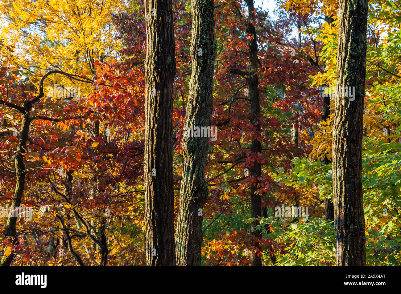 Schöne Herbstfarbe in North Georgia's Blue Ridge Mountains. (USA) Stockfoto