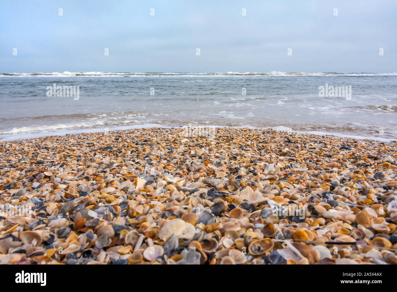 Shell - bedeckte Küste in Jacksonville Beach auf der nordöstlichen Küste Floridas. (USA) Stockfoto