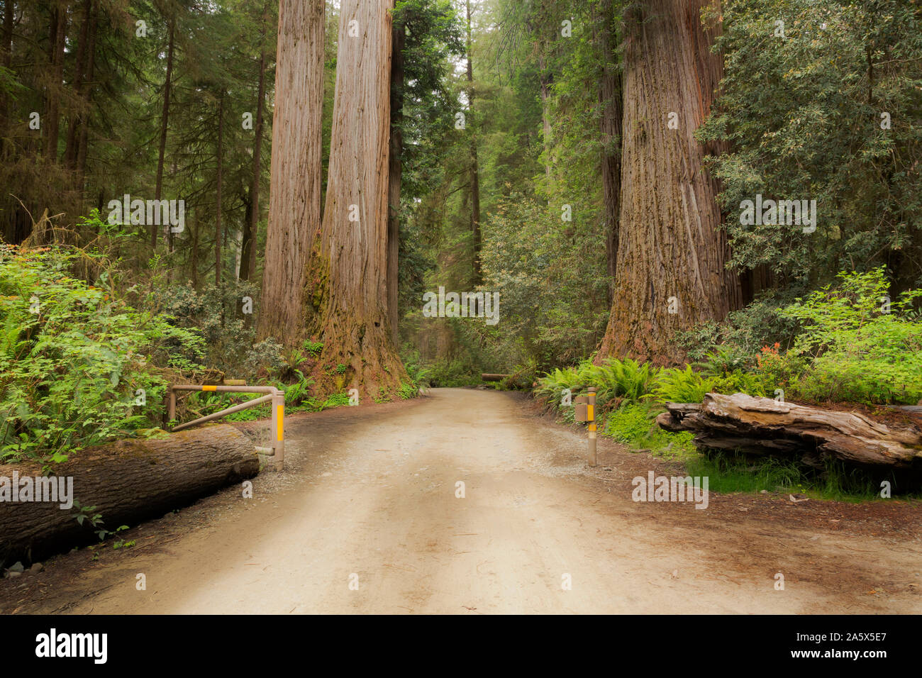 CA 03751-00 ... Kalifornien - Redwood Bäume am Howland Road im Jedediah Smith Redwoods State Park, Teil der Redwoods National- und Staatsparks. Stockfoto