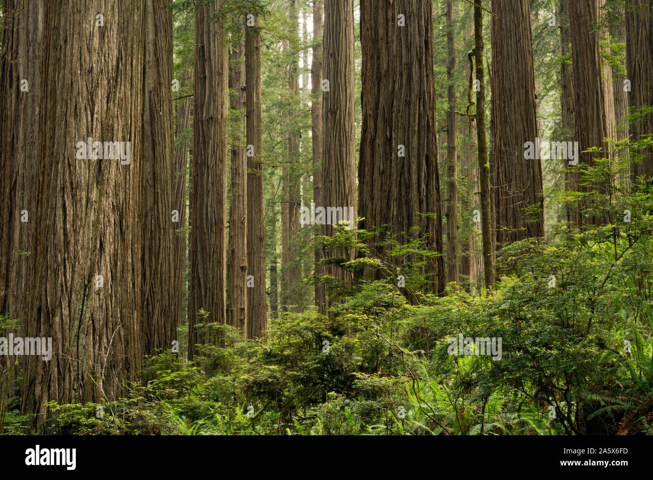 CA 03764-00 ... Kalifornien - Redwood Forest im Jedediah Smith Redwoods State Park; Teil der Redwoods National- und Staatsparks komplex. Stockfoto
