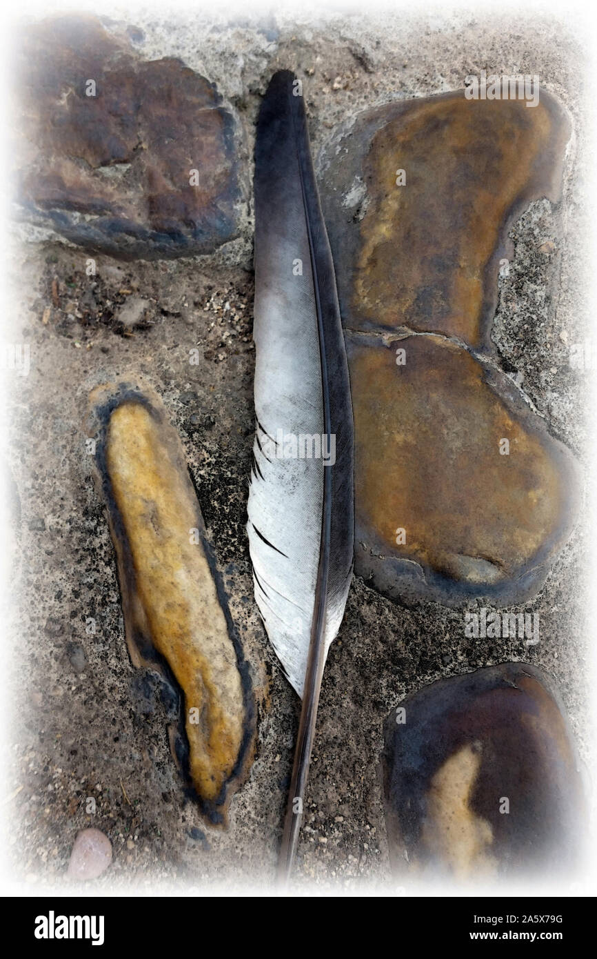 Ein gefallener Federn auf dem Bürgersteig Stockfoto