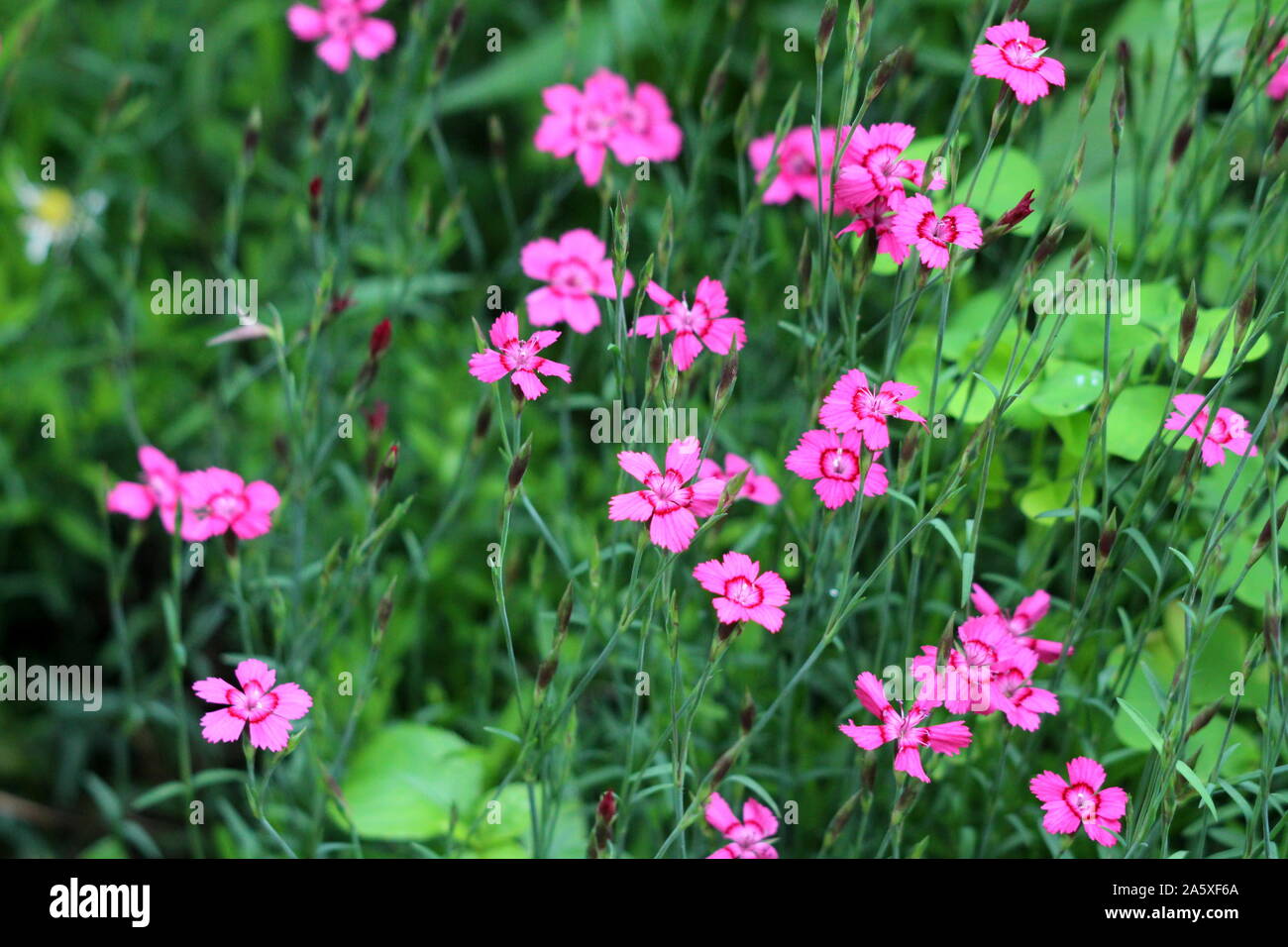 Mehrjhrige pflanzen mit kleinen rosa blten -Fotos und -Bildmaterial in  hoher Auflsung  Alamy