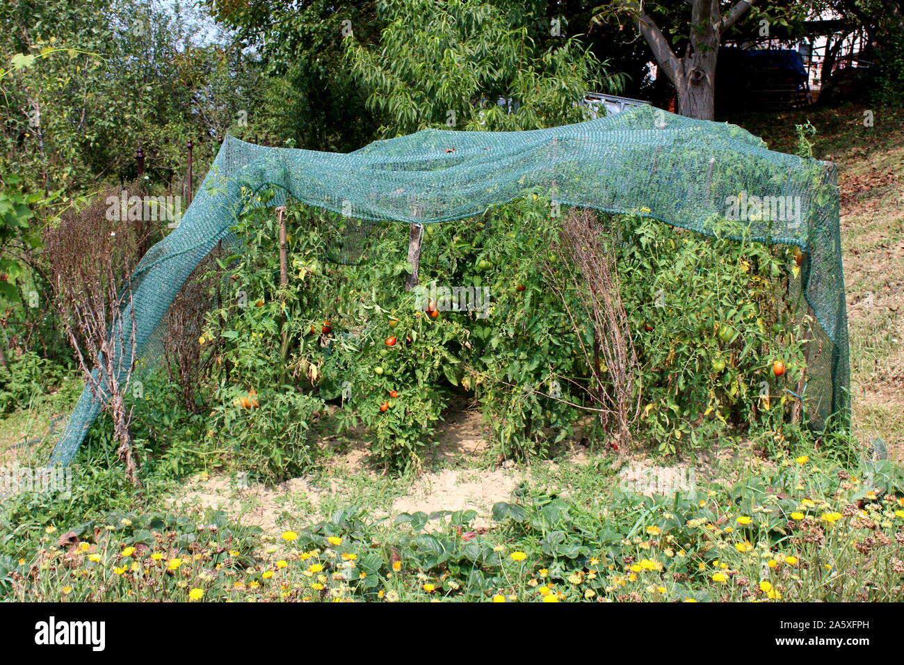 Grüne Netz zum Schutz abgedeckt lokale Home Garten mit dicht bepflanzte  Tomaten Pflanzen mit anderen Pflanzen und Bäume auf warmen und sonnigen  Sommer Tag umgeben Stockfotografie - Alamy