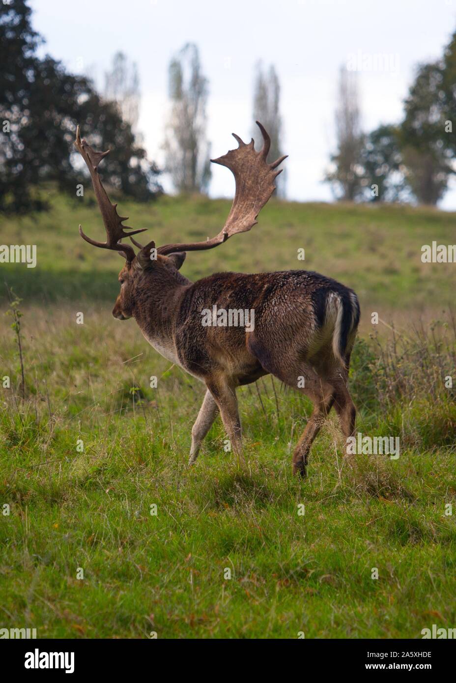 Die Hirsche in Charlecote Park Stockfoto