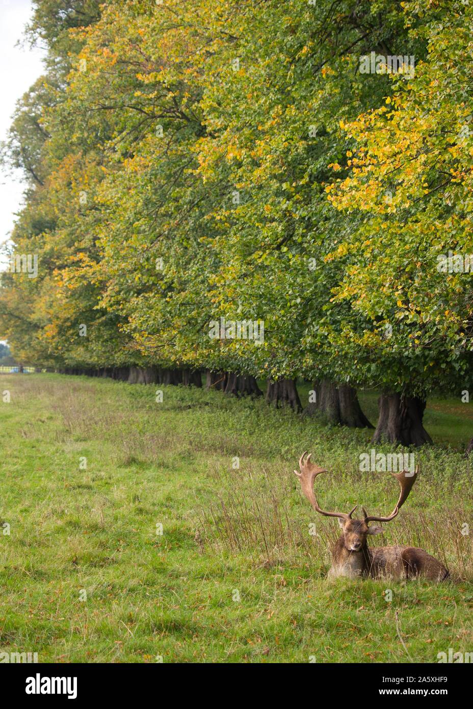 Die Hirsche in Charlecote Park Stockfoto