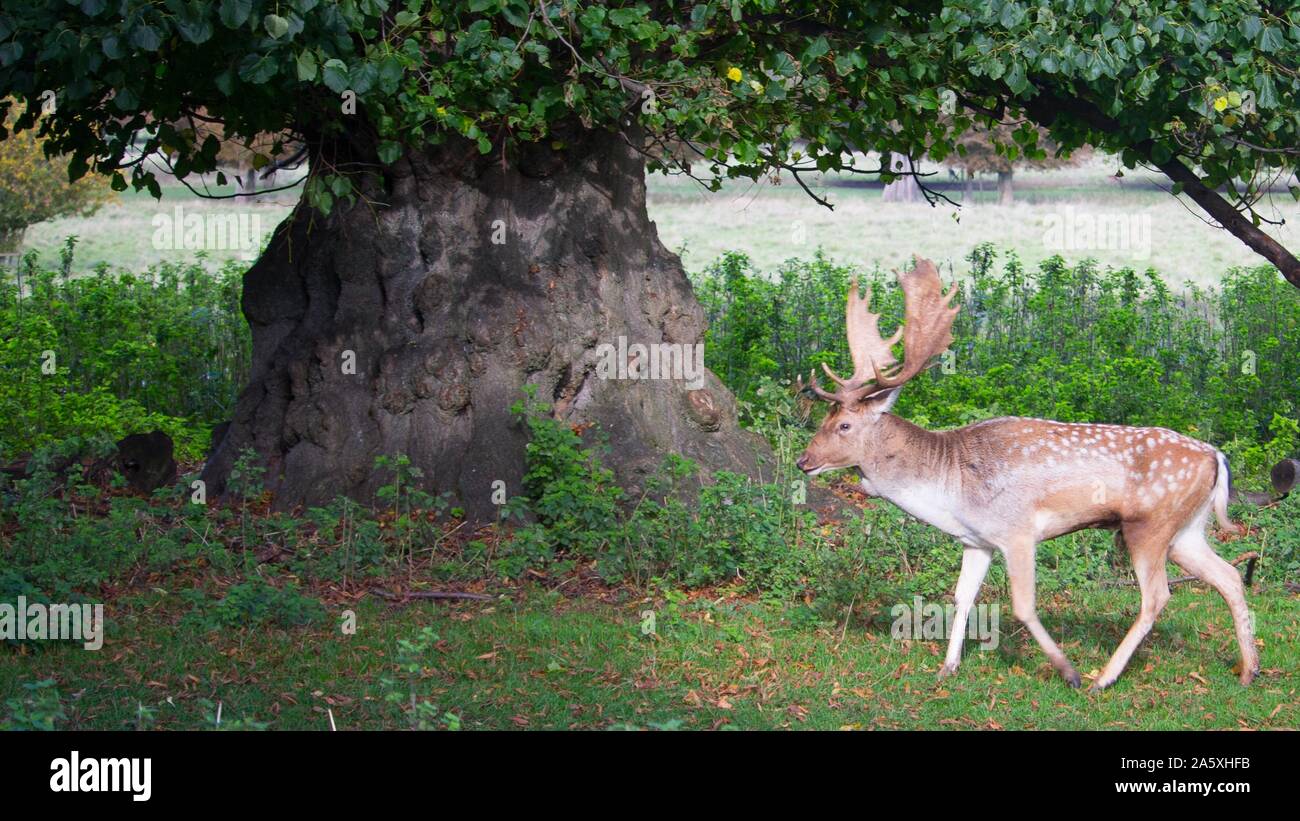 Die Hirsche in Charlecote Park Stockfoto