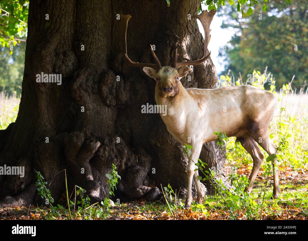 Die Hirsche in Charlecote Park Stockfoto