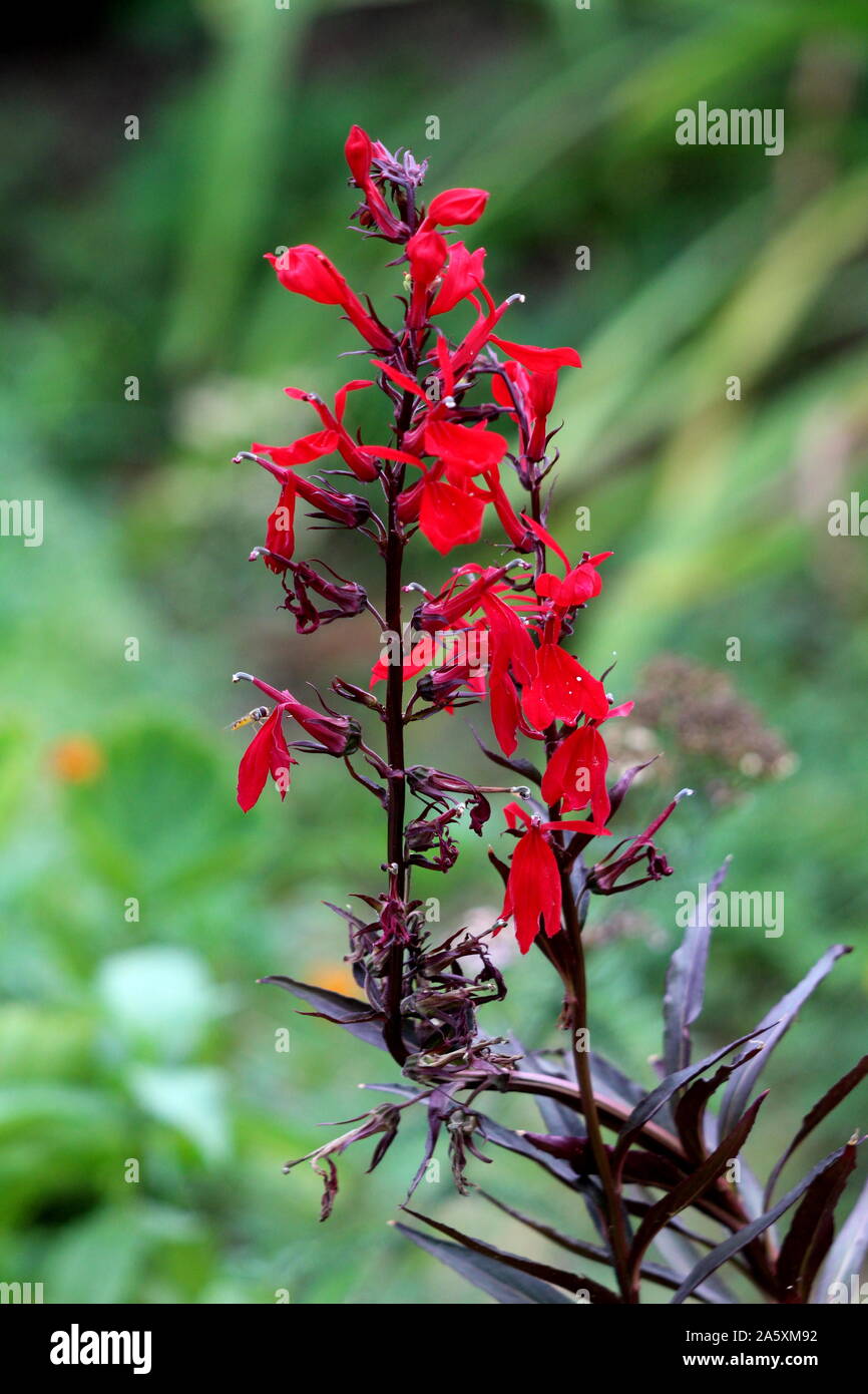 Aufrechte Kardinal Blume oder Lobelia cardinalis ausdauernde krautige Pflanzen mit dunklen lanzettlichen Blättern und leuchtend rote Blumen Stockfoto