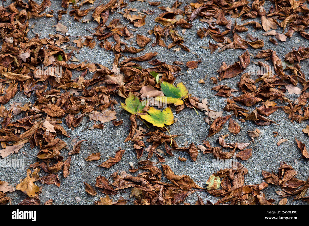 Im Herbst Laub auf dem Boden Stockfoto